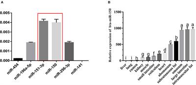 Bovine Pre-adipocyte Adipogenesis Is Regulated by bta-miR-150 Through mTOR Signaling